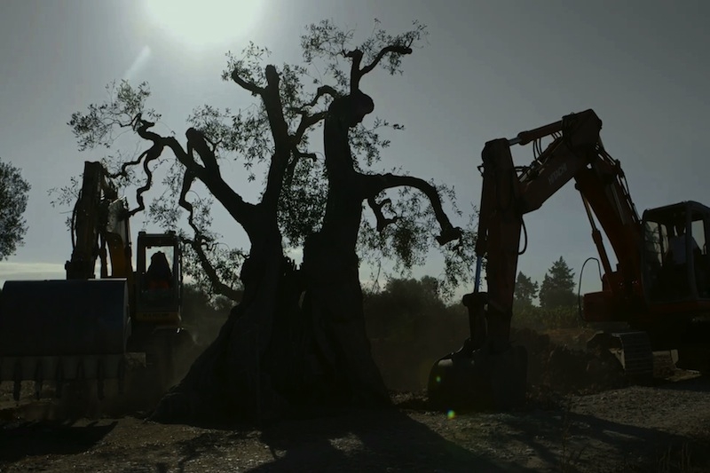 Slamdance Film Review: Trees That Walk (Alberi che Camminano)