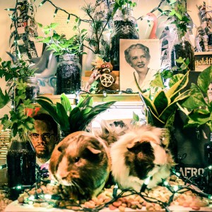 Shark?-Becky-Debbie album cover