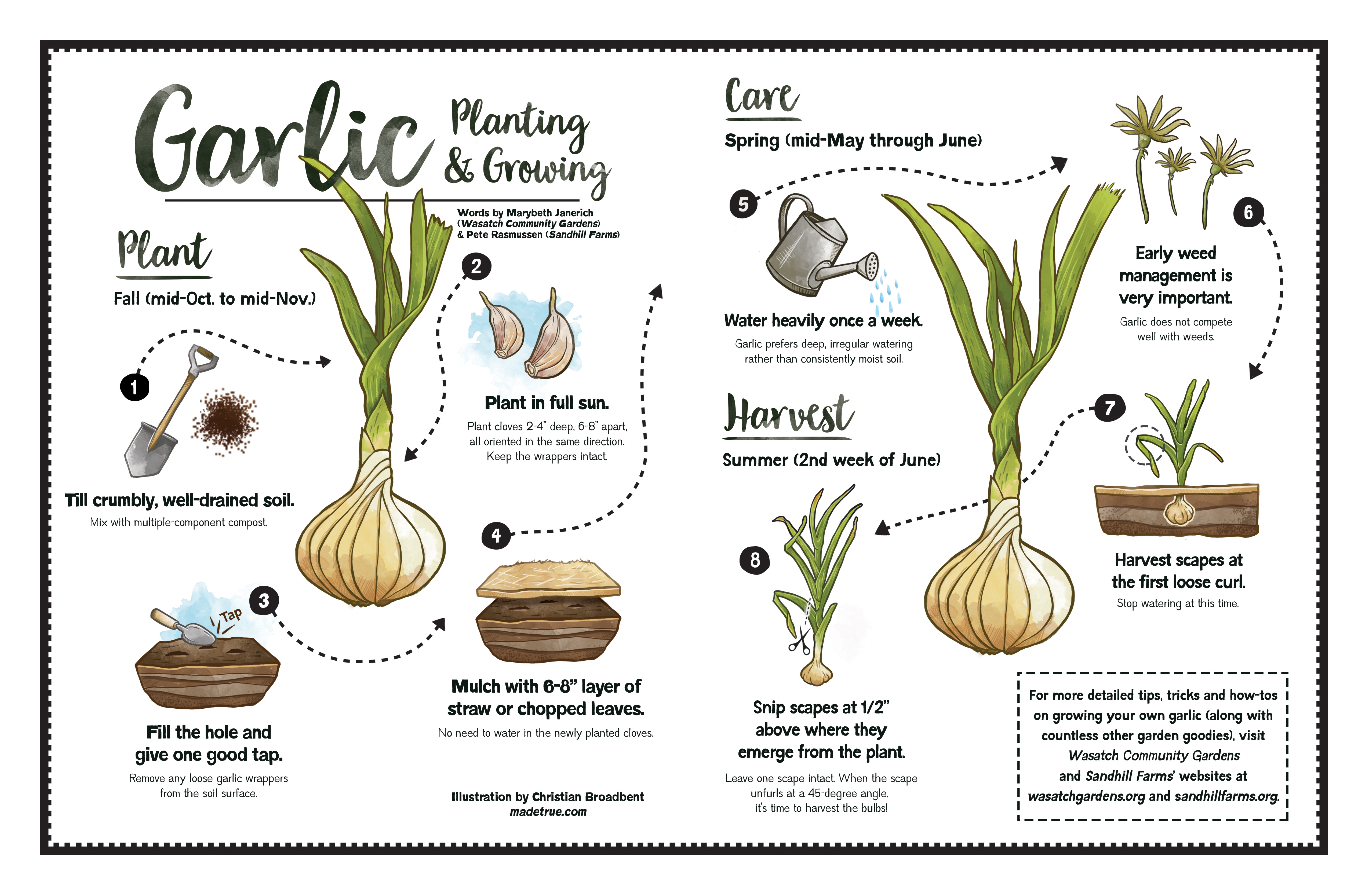 Garlic Growing Stages Markanthonystudios Garlic Growing Stages Markanthonystudios