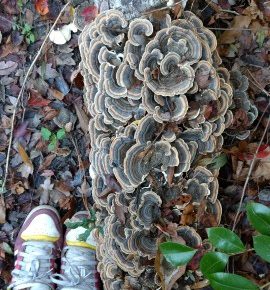Turkey tail mushrooms, trametes versicolor. One of the most common species in the North American woods has been clinically tested and approved by the FDA as cancer treatment. Photo courtesy of Erika Longino.