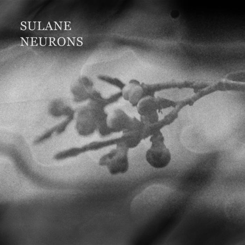 Local Review: Sulane – Neurons