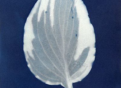 Nancy Rivera, "Herbarium Obscura 15"