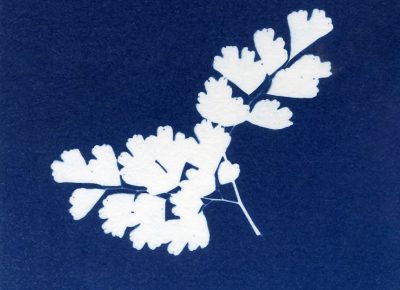 Nancy Rivera, "Herbarium Obscura 16"