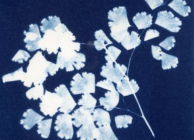 Nancy Rivera, "Herbarium Obscura 3"