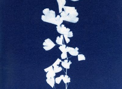 Nancy Rivera, "Herbarium Obscura 5"