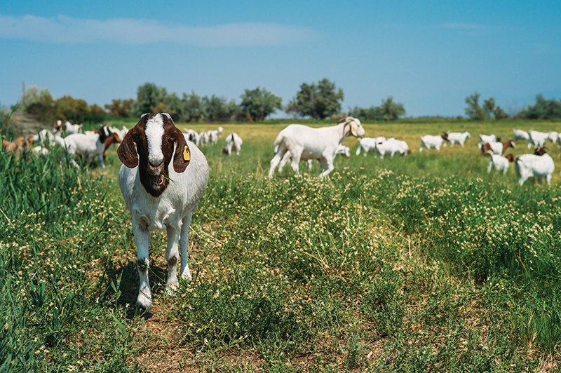 The goats of The East African Refugee Goat Project of Utah reside 15 minutes from Downtown, on a ranch run by the IRC outside of the Salt Lake City International Airport.