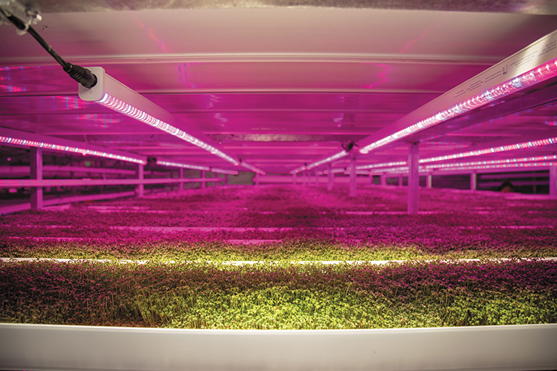 The Future is Hydroponic: Debbie Strong of Strong Vertical Gardens