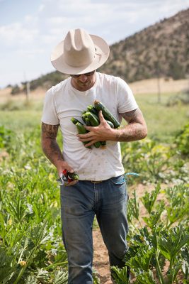 Tony Jacobsen, Fram Manager, harvesting zucchini.