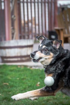 "Ender will steal all the other balls from all the other dogs and make me look like a shitty dog-dad."