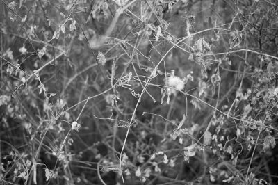 David Baddley, DEER CREEK UTAH.