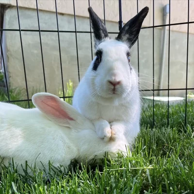 The two biggest misconceptions about rabbits Schulte and Hellstrom warn about are that “rabbits do not live in hutches” and “they should be eating 80% hay—not pellets or carrots.”