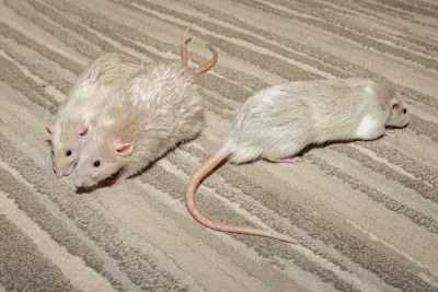 Rats have historically gotten a bad rap. Commonly attributed to zoonotic disease and a survivalist tendency to “infest” the forgotten corners of the world, the humble rodent is certainly misunderstood.