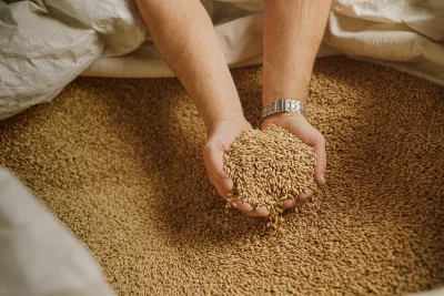 Weed cups grain in his two hands over a massive bag of grain. Photo: @TBZDPhoto