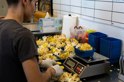 A worker at Intermountain Gourmet Mushrooms weighs mushrooms on a kitchen scale. Photo: Dominic Jordon