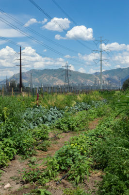 At the New Roots Redwood Farm in West Valley City, farmers grow regional varieties of Thai pumpkin and African corn.