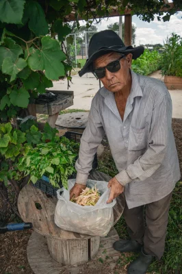 New Roots farmer Harka Mangar collects seeds from mustard greens to plant next year.