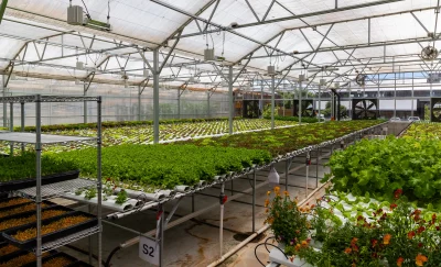Snuck’s two main greenhouses house their produce year-round. One is home to the hydroponically grown produce, while the other contains their soil-grown produce such as tomatoes, cucumbers, beets and radishes. 