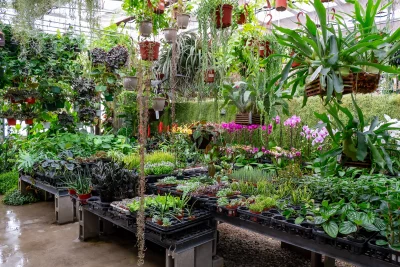 An array of plants in the greenhouse at Orchid Dynasty.