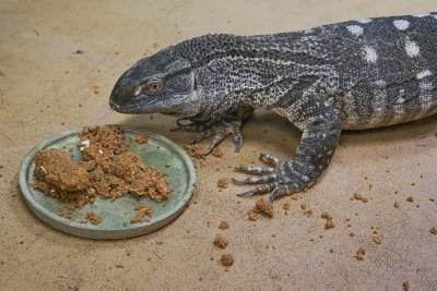 A reptile at Scales & Tails enjoys its lunch.