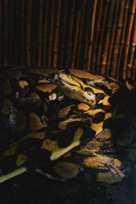 A black and yellow snake lifts its head.