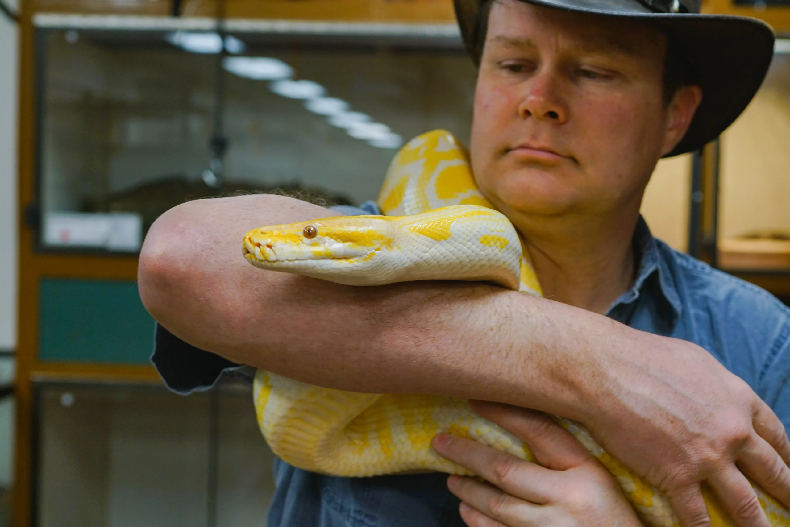 Shane Richins holds a white and yellow Burmese python.