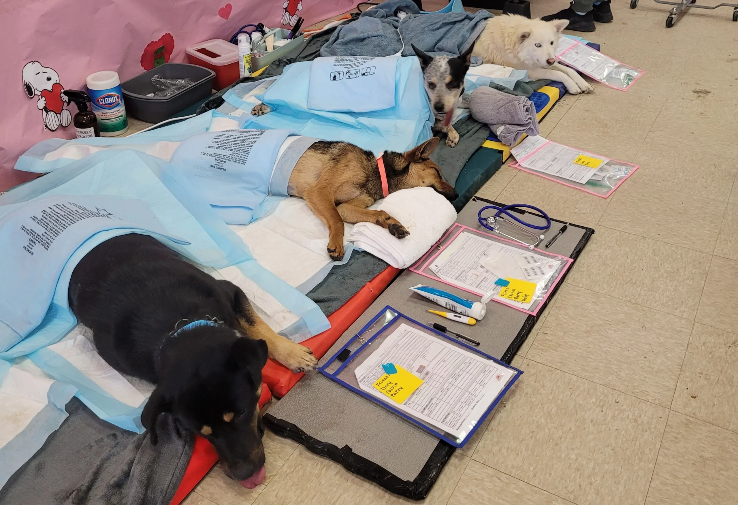 A row of dogs lay down covered in heating pads and blankets. In front of them are charts, medicine, and thermometers.