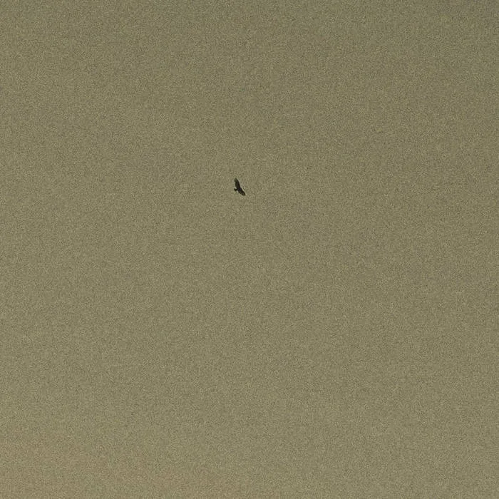 A black silhouette of a hawk flies over a green/beige sky.