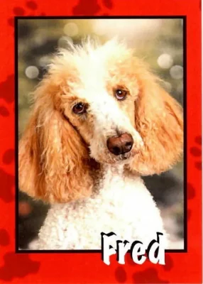 Fred, a white and amber poodle, tilts his head at the camera. He is framed by a red border displaying his name in white letters. 