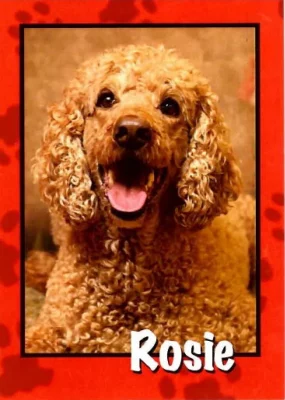 Rosie, an amber doodle, stares with her mouth wide open in a pant at the camera. She is framed by a red border displaying her name in white letters.