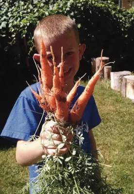 Young child holding carrots that appear to be recently harvested.