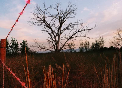 From the "Flora" series. Photo: Jillian Meyer.