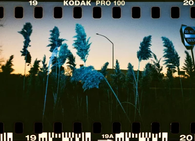 From the "Flora" series. Photo: Jillian Meyer.