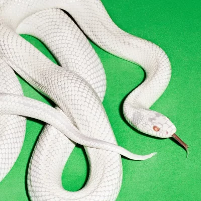 White Snakes on a green background.