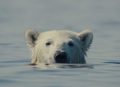 A still from Nuisance Bear by Gabriela Osio Vanden and Jack Weisman, an official selection of the 2026 Sundance Film Festival. Courtesy of Sundance Institute | photo by Gabriela Osio Vanden.