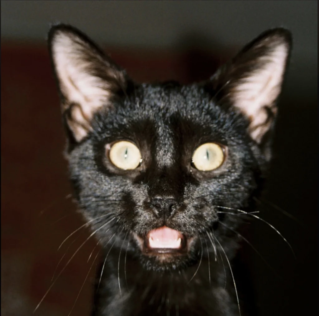 Local Review: Bad Luck Brigade — NOTHING