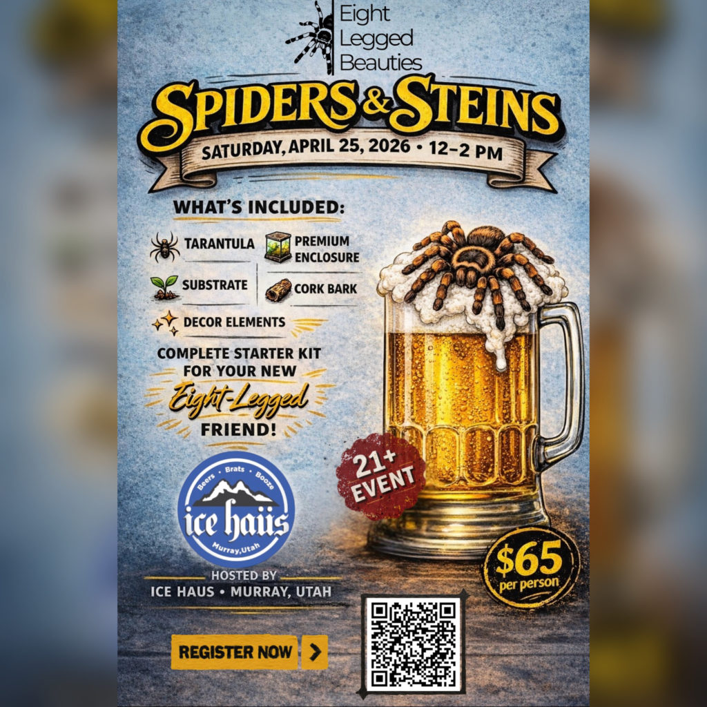 Spiders & Steins