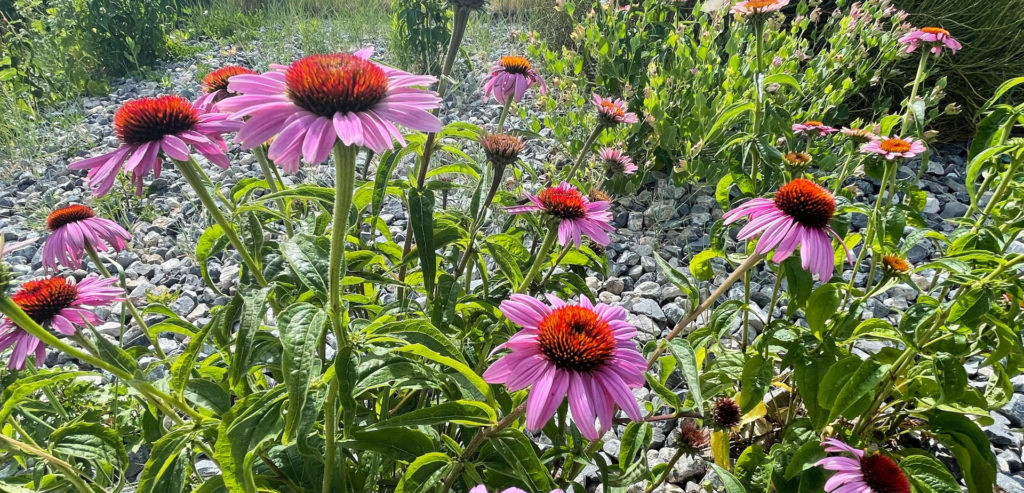 NHMU Foothill Nature Walk